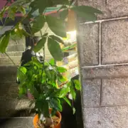 李奋强
