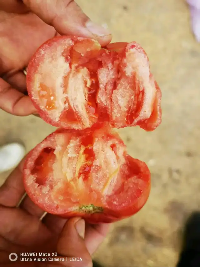 河南扶沟沙瓤番茄｜老品种自然熟｜现摘现发｜可一件代发｜绿色认证｜生态有机种植｜儿时的味道｜｜熊蜂授粉-3