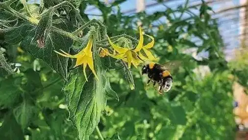 河南扶沟沙瓤番茄｜老品种自然熟｜现摘现发｜可一件代发｜绿色认证｜生态有机种植｜儿时的味道｜｜熊蜂授粉-1