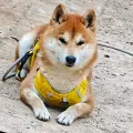 接宠物寄拍