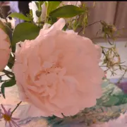 上海陆家嘴心理咨询中心