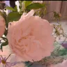 上海陆家嘴心理咨询中心