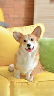 李先生
