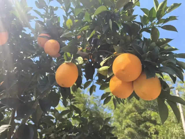 赣南脐橙全国招代理，正宗赣南脐橙-2