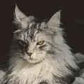 猫总副业