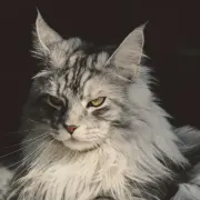 猫总副业