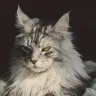 猫总副业