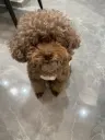 旋转泡沫